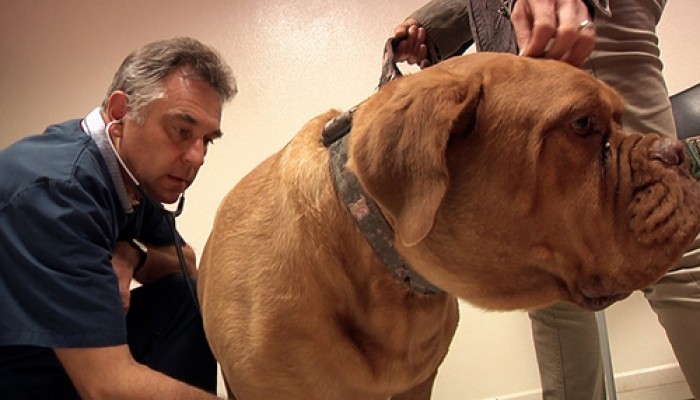 dr-vincent-puignero1